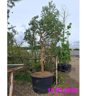 Pinus sylvestris C 350 L